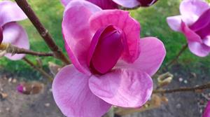 Magnolia 'Royal Purple'
